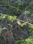 Flycatcher 8020